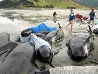 Geçen yüzyılda balinaların yüzde 99.1 yok oldu