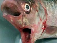 Avustralya'da balıkçılar, iki ağızlı balık yakaladı