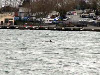 Boğazda yunuslar vapurla  yarıştı