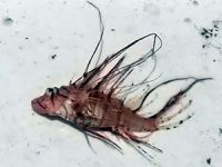 Balıkçılar dikkat: Kıyılarımız zehirli balık kaynıyor