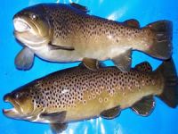 ‘Alakır alası’ olarak adlandırılan yeni bir endemik balık türü keşfedildi