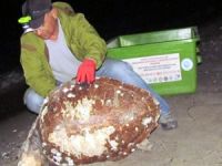 Kuşadası'nda ölü bir İribaş deniz kaplumbağası bulundu