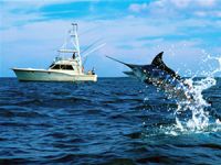 Balıkçılar Kılıç balığı avı için Saros’da