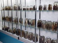 Rize'de tatlı su balıkları için müze kuruldu