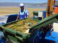 Gemlik Körfezi'ndeki renk değişikliğinin nedeni ortaya çıktı
