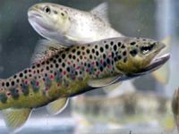 Bakanlık izni olmadan su ürünleri genetik kaynakları yurt dışına çıkarılamayacak