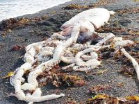 Yeni Zelanda'da dev bir ahtapot kıyıya vurdu