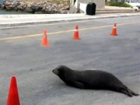 Bodrum'da yolda Akdeniz foku görenler şaşkına döndü