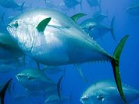 Orkinos avcıları orkinos avı için dümeni Akdeniz'e çevirdi