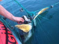 Toplanmayan ağlara dolanan caretta carettayı Sahil Güvenlik kurtardı