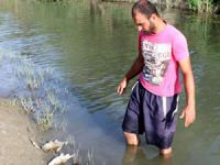 Çanakkale ve Yeşilırmak'ta toplu balık ölümleri