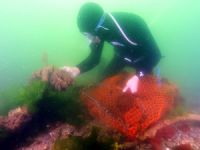 Derin mavilerin cesur işçileri, midye toplayıcısı dalgıçlar!