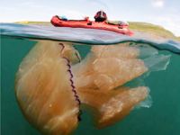 İngiltere kıyıları devasa denizanalarının istilasına uğradı