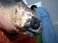 Takma çeneli caretta doğal yaşama hazırlanıyor