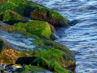 Doç. Dr. Berat Zeki Haznedaroğlu “Açlığın çözümü yosun olacak”