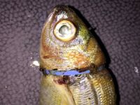 "Denizlerdeki evsel atıklar balıkları tehdit ediyor"