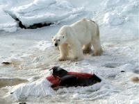 Küresel ısınmadan dolayı yiyecek bulamayan kutup ayıları yunus yiyor