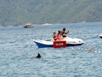Marmaris'te köpekbalığı paniği!