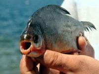 İznik Gölünde 2.5 kilo ağırlığında pirana yakalandı