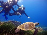 Turistler, su altında balık ve kaplumbağalara dokunmak için dalış yapıyor