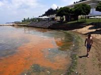 Kocaeli'deki Mavi bayraklı plaj kızıla boyandı!