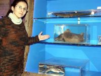 Deniz Biyolojisi Müzesi "şenliğe" hazırlanıyor