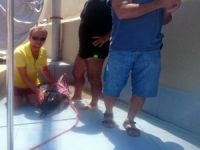 Kuşadası'nda sahile vuran yavru yunusa zamanında müdahale