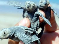 Caretta carettalar yumurtadan çıkmaya başladı