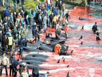 Faroe Adaları’nda 250 balina katledildi