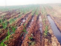 Kerkük-Yumurtalık petrol boru hattına sabotaj yapıldı