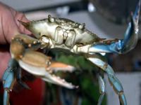 Enez'de bir günde 1 ton mavi yengeç avlanıyor