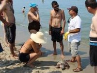 Kuşadası’nda ölü bir caretta caretta bulundu