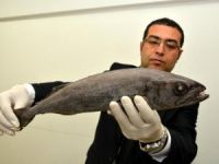 Mersin'de ağlara 'Yağ Balığı' takıldı