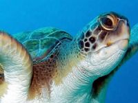 Yaşam alanları talan edilen deniz kaplumbağaları Lara'da 4 kişiyi ısırdı