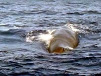 Ağzına poşet ve balık ağı takılan balina balıkçılardan 'yardım istedi'