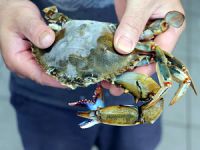 Kaliforniya sahillerinde yengeç avı yasaklandı
