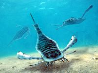 Bir insan boyundan daha uzun deniz akrebi fosili bulundu