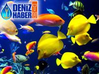 Deniz canlıları, son 40 yılda yüzde 50 azaldı!