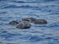 Kuruyük gemisi göçmen botuna çarptı, 6'sı çocuk 13 kişi yaşamını yitirdi