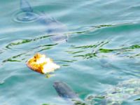 Kurbağalıdere ıslah çalışmaları sonuç vermeye başladı