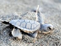 Yavru deniz kaplumbağaları denize kulaç attı