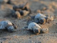Yavru deniz kaplumbağaları Akdeniz'e kulaç attı