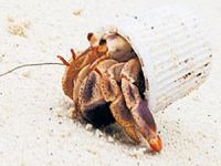 Okyanusların kirliliği ortaya koyan forograf