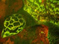 Parlayan deniz kaplumbağası keşfedildi