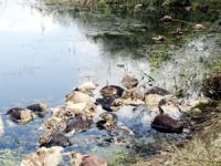 Kurban Bayramı'nnda kesilen hayvanların kellerini göletlere attılar