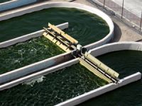 Yosunlardan elektrik üretiyorlar