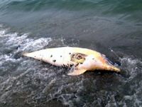 Türkiye’de hangi balıkların avlanması yasak?