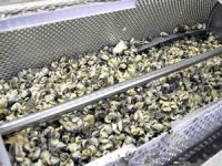 Sinop'tan Uzakdoğu'ya deniz salyongozu ihracatı