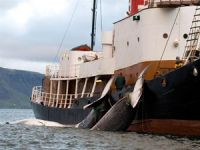 Kanada'da balinaları izlemek için tura çıkan tekne battı: 4 ölü