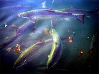 Çin su ürünleri üretimini 20 yılda üç katına çıkardı